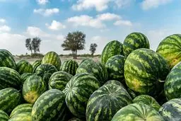 هندوانه شب یلدا کیلویی ۴ هزار تومان