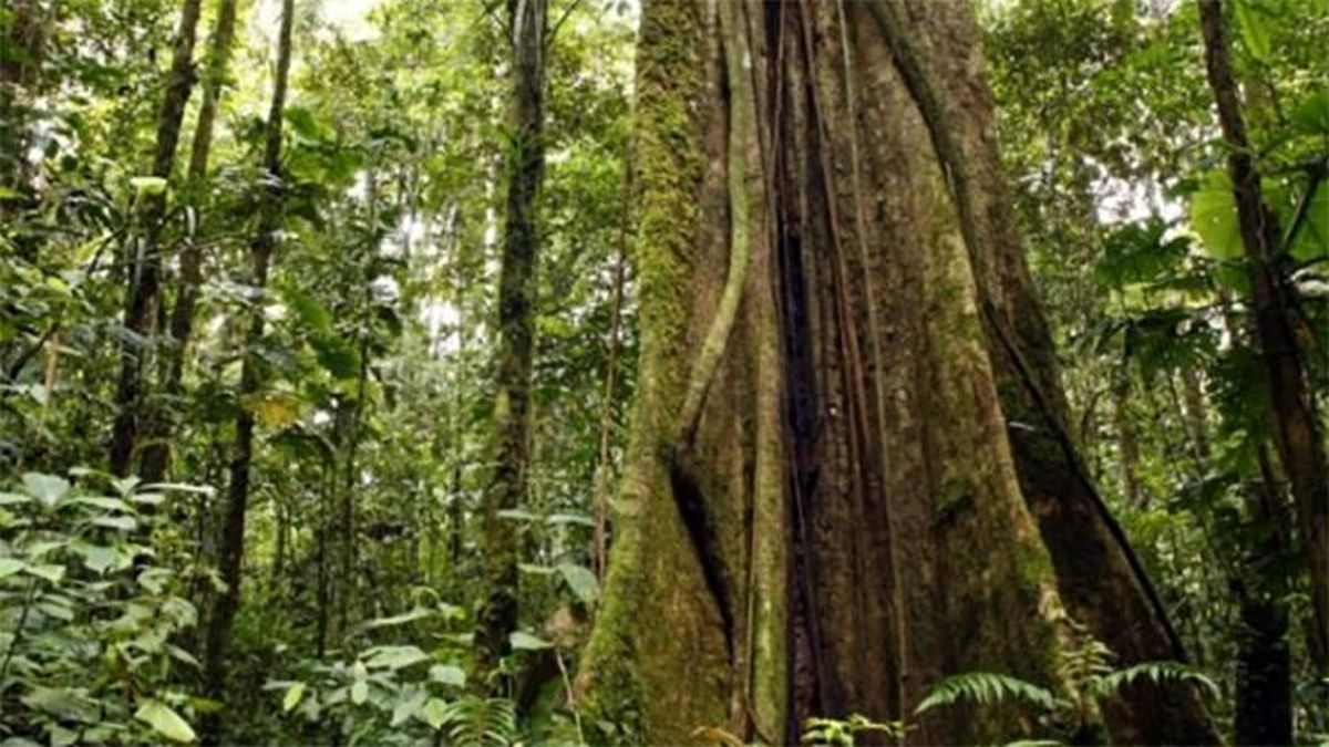 کشف بلندترین درخت جنگل های آمازون