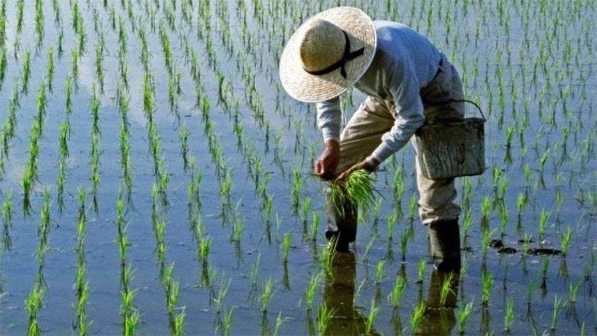 برنج امسال رکورد زد