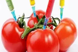 محصولات تراریخته؛ مفید هستند یا مضر؟