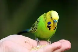 نگهداری از چه حیواناتی مستحب است؟