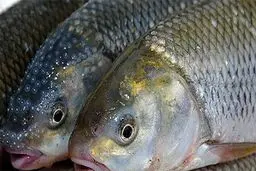 ماهی شب یلدا به وفور در بازار هست