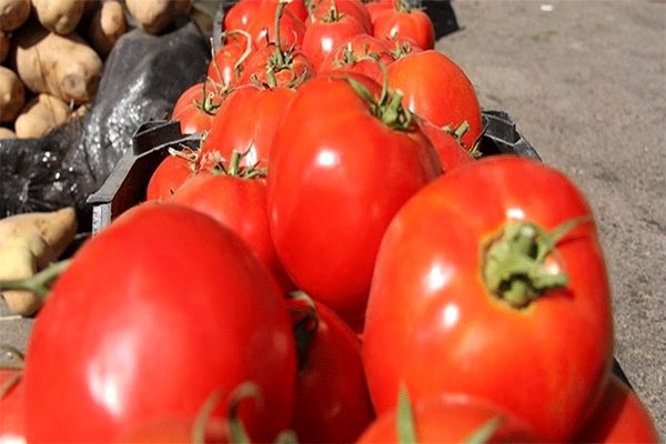قیمت گوجه فرنگی در هفته جاری کاهش یافت