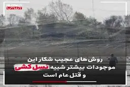 فیلم: گوشت مهمانان روس در سفره ایرانیان!