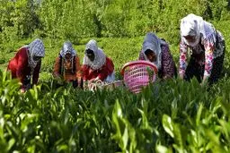 پرداخت ۹۰ درصد مطالبات چای‌کاران