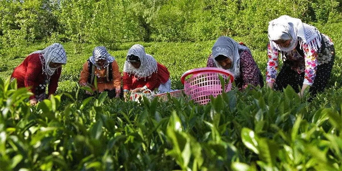پرداخت ۹۰ درصد مطالبات چای‌کاران