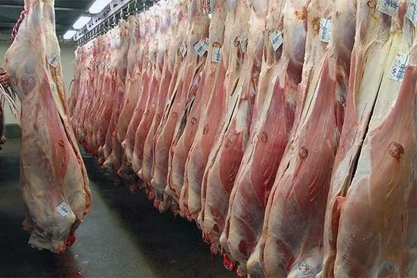 دام ۴۰ درصد ارزان شد ولی گوشت نه!