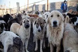 آیا حمایت از حیوانات به عمر مجلس دهم قد می‌دهد؟