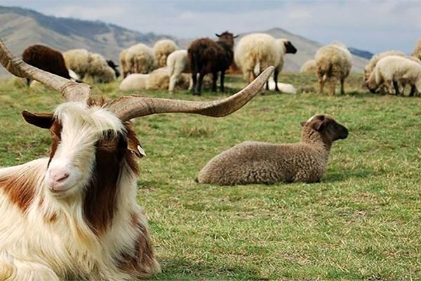 بز و گوسفند هم شناسه ملی می‌گیرند