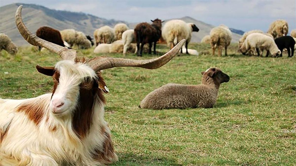 بز و گوسفند هم شناسه ملی می‌گیرند