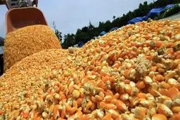 تکلیف ذرت‌های آلوده روشن شد