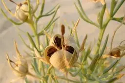 آشنایی با خواص درمانی اسپند