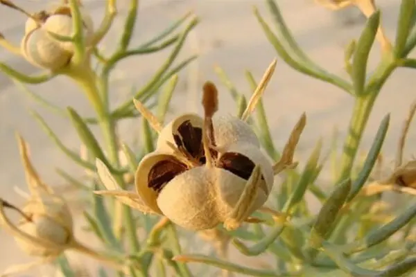 آشنایی با خواص درمانی اسپند