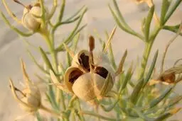 آشنایی با خواص درمانی اسپند