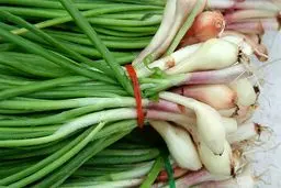 موسیر درمان درد مفاصل