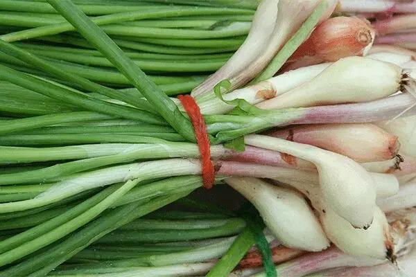 موسیر درمان درد مفاصل