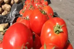 صادرات گوجه به پاکستان همچنان متوقف است