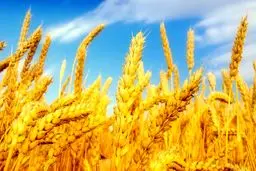 زنگ خطر امنیت غذایی در سایه واردات گندم