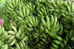 تخریب پایتخت «موز» ایران در سیل سیستان و بلوچستان