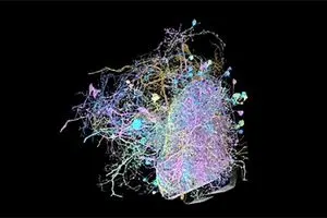طراحی دقیق‌ترین نقشه شبکه ارتباطی مغز