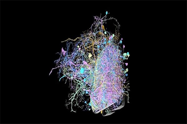 طراحی دقیق‌ترین نقشه شبکه ارتباطی مغز