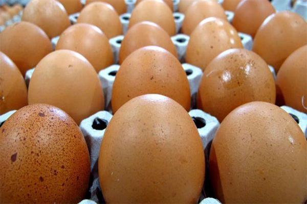 تولید انسولین از زرده تخم مرغ