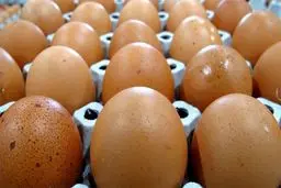 تولید انسولین از زرده تخم مرغ