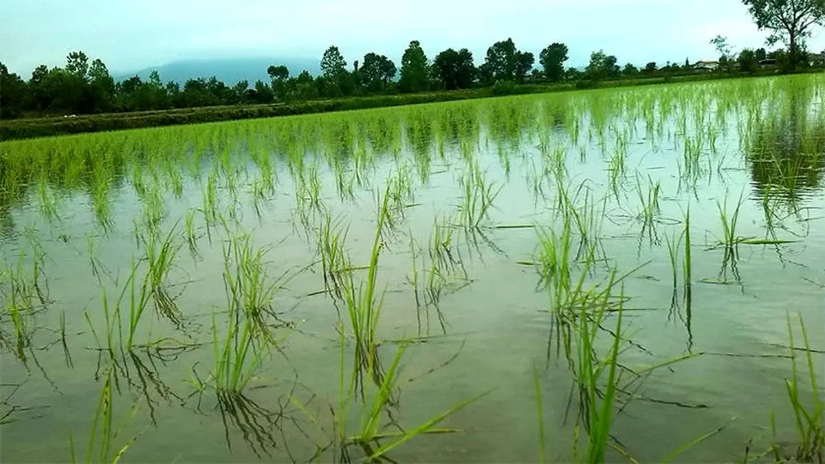 مصرف سرانه برنج در کشور ۳۵ کیلوگرم است