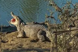 گزارشی از هجوم گاندوها به منطق سیل‌زده نداشتیم