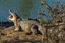 گزارشی از هجوم گاندوها به منطق سیل‌زده نداشتیم