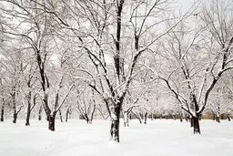 بارش برف و باران تا پنجشنبه ادامه دارد