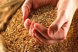 ماده غذایی که موجب استحکام استخوان‌ها می‌شود