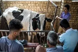 کمیسیون کشاورزی مجلس وجود سم در شیر را رد کرد