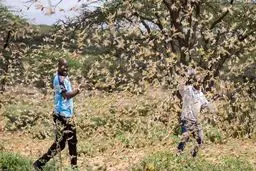 ملخ ها اواسط بهمن وارد ایران می‌شوند