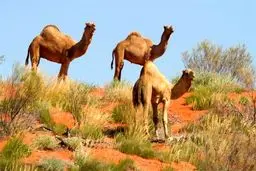 قتل عام ۱۰ هزار شتر در استرالیا با شلیک مستقیم