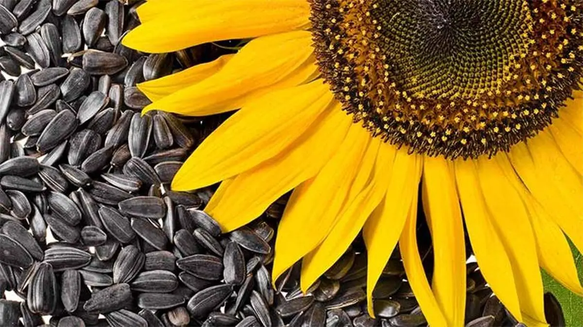 امگا-۶ در چه غذاهایی وجود دارد؟