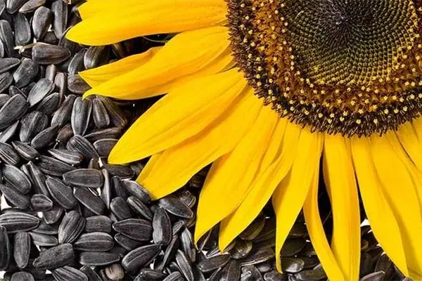 امگا-۶ در چه غذاهایی وجود دارد؟