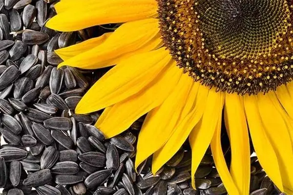 امگا-۶ در چه غذاهایی وجود دارد؟