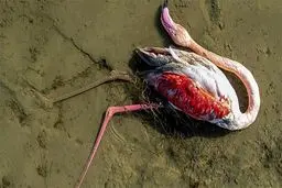 پرندگان میانکاله چگونه از بین رفتند؟