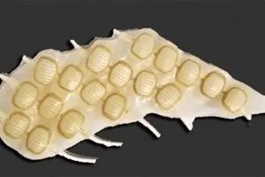 قلب رباتیک با اجزای قلب واقعی تولید شد