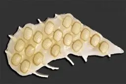 قلب رباتیک با اجزای قلب واقعی تولید شد