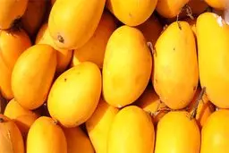 واردات انبه از فیلیپین آزاد شد