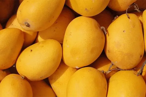 واردات انبه از فیلیپین آزاد شد
