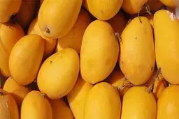 واردات انبه از فیلیپین آزاد شد