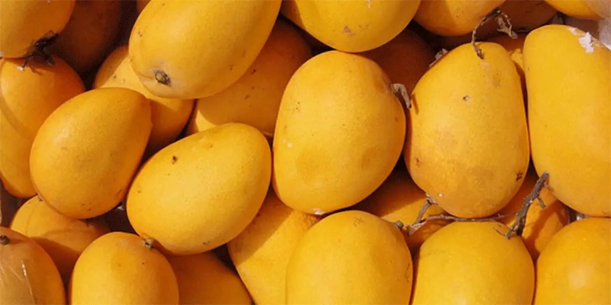 واردات انبه از فیلیپین آزاد شد