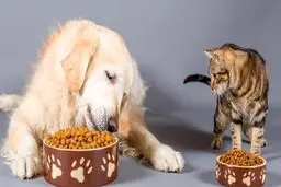 واردات ۳۹ میلیارد تومانی غذای سگ و گربه در ۳۰۰ روز نخست امسال
