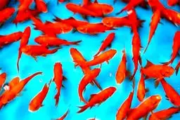 ماهی قرمز شب عید ناقل کرونا نیست