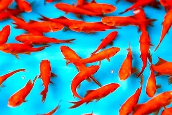 ماهی قرمز شب عید ناقل کرونا نیست