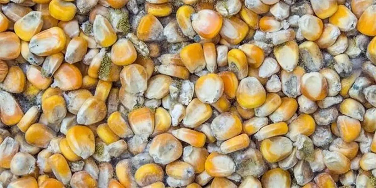 سرنوشت مبهم ۱۴۵هزارتن ذرت آلوده چه شد؟