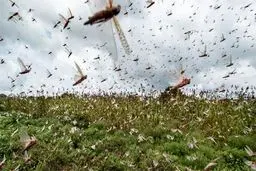 هجوم ملخ ها به جنوب فارس